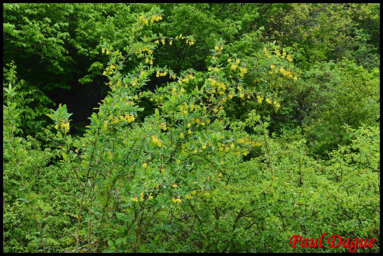 épine vinette-berberis vulgaris-berberidacée