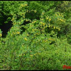 épine vinette-berberis vulgaris-berberidacée