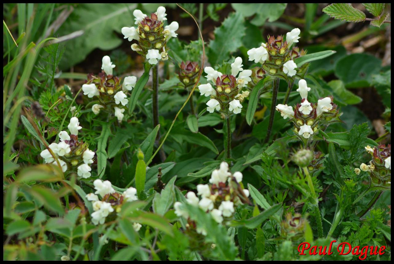brunelle blanche-prunella laciniata-lamiacée
