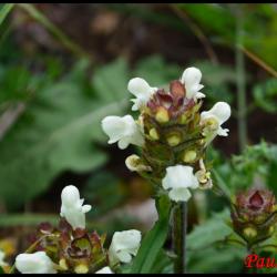 brunelle blanche-prunella laciniata-lamiacée