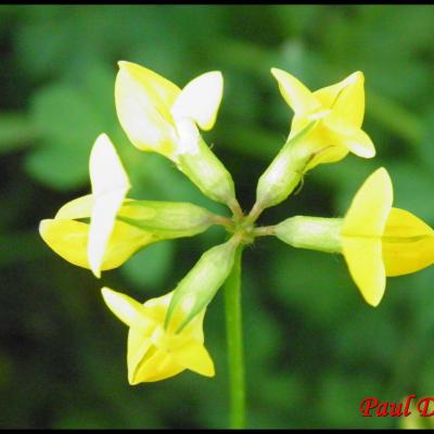 fleurs jaunes à symétrie bilatérale