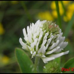 trèfle des montagnes-trifolium montanum-fabacée