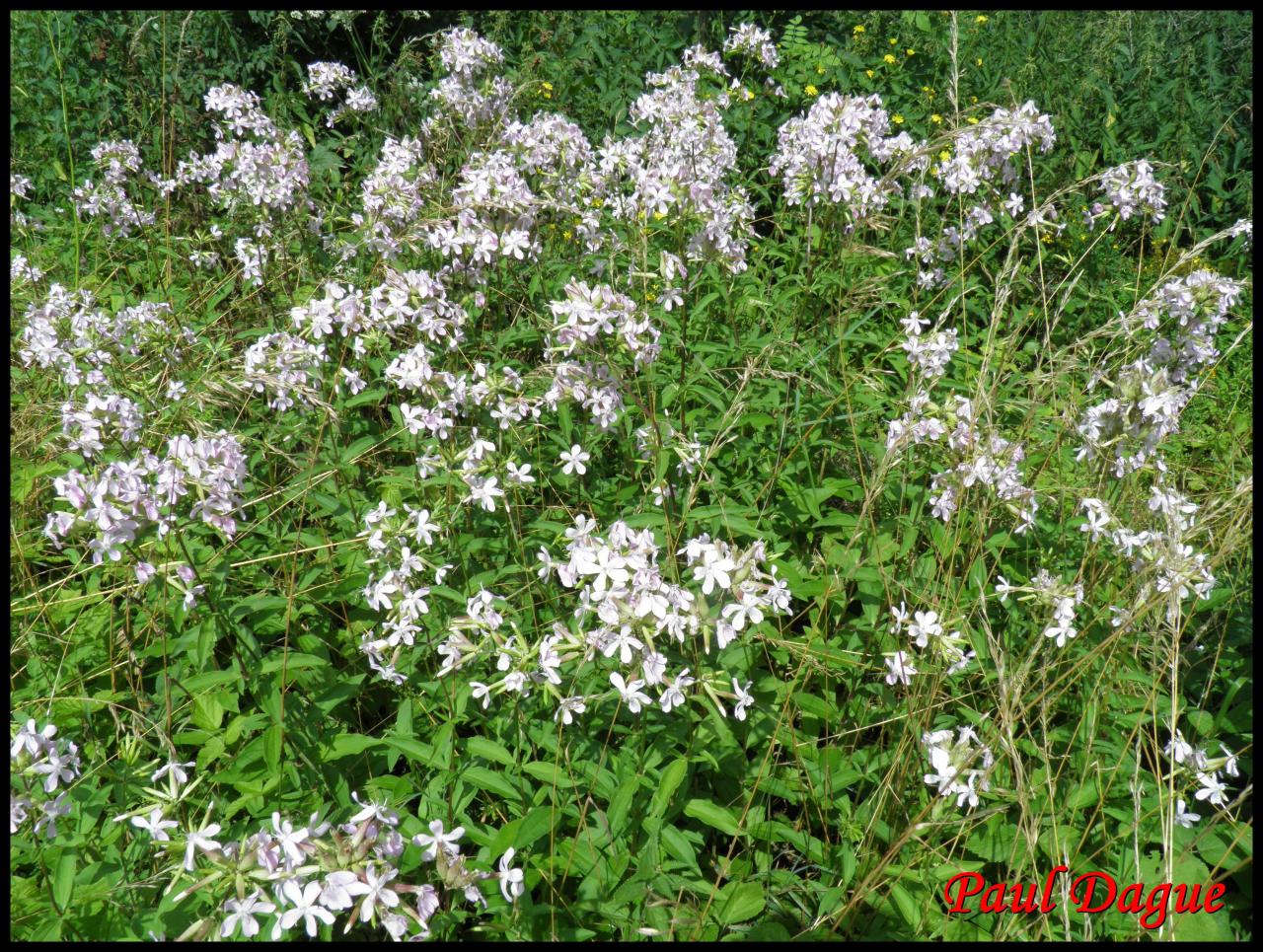 saponaire officinale-saponaria officinalis-caryophyllacée
