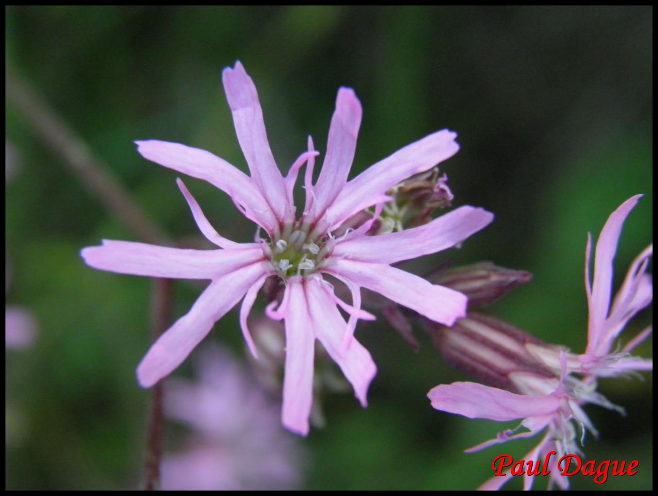 silène fleur de coucou-silene flos cuculi-caryophyllacée