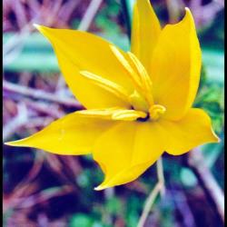 tulipe sauvage-tulipa sylvestris-liliacée