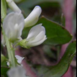 mélilot blanc-melilotus albus-fabacée