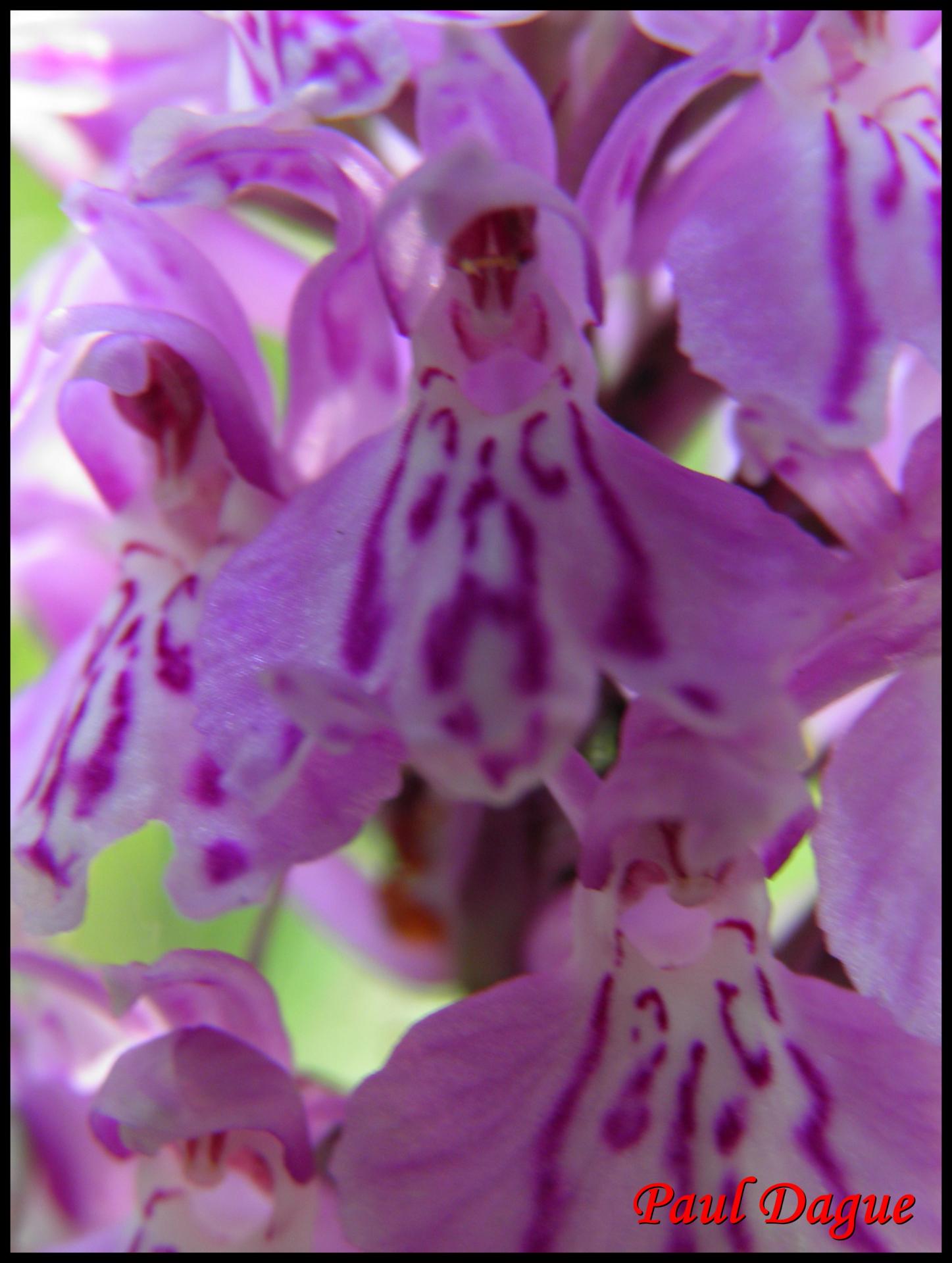 107 orchis tachete dactylorhiza maculata orchidacee