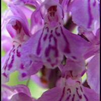 107 orchis tachete dactylorhiza maculata orchidacee