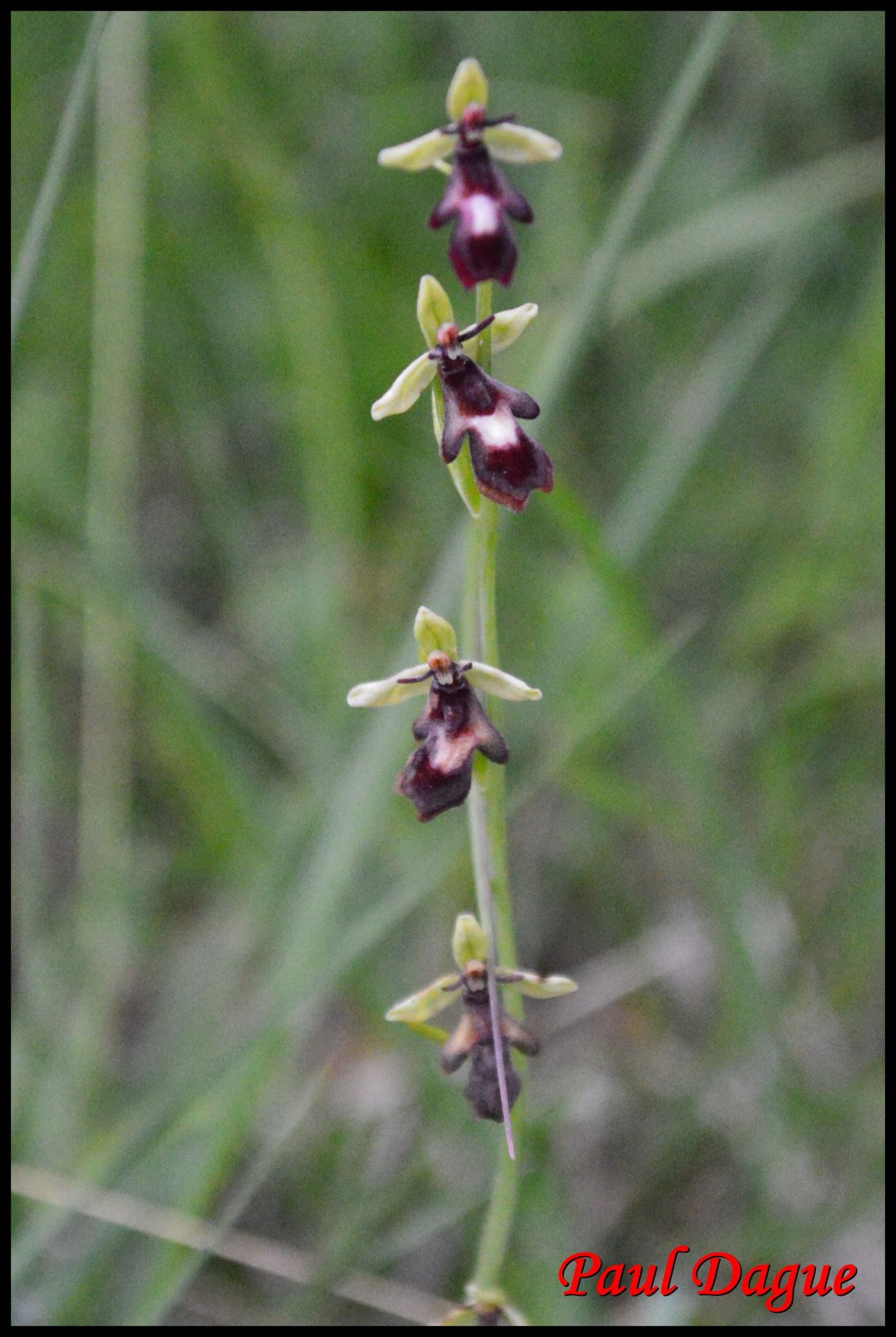109 ophrys mouche ophrys insectifera orchidacee