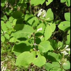 11 chevre feuille des haies lonicera xylasteum caprifoliacee