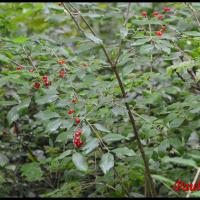 11 chevre feuille des haies lonicera xylasteum caprifoliacee