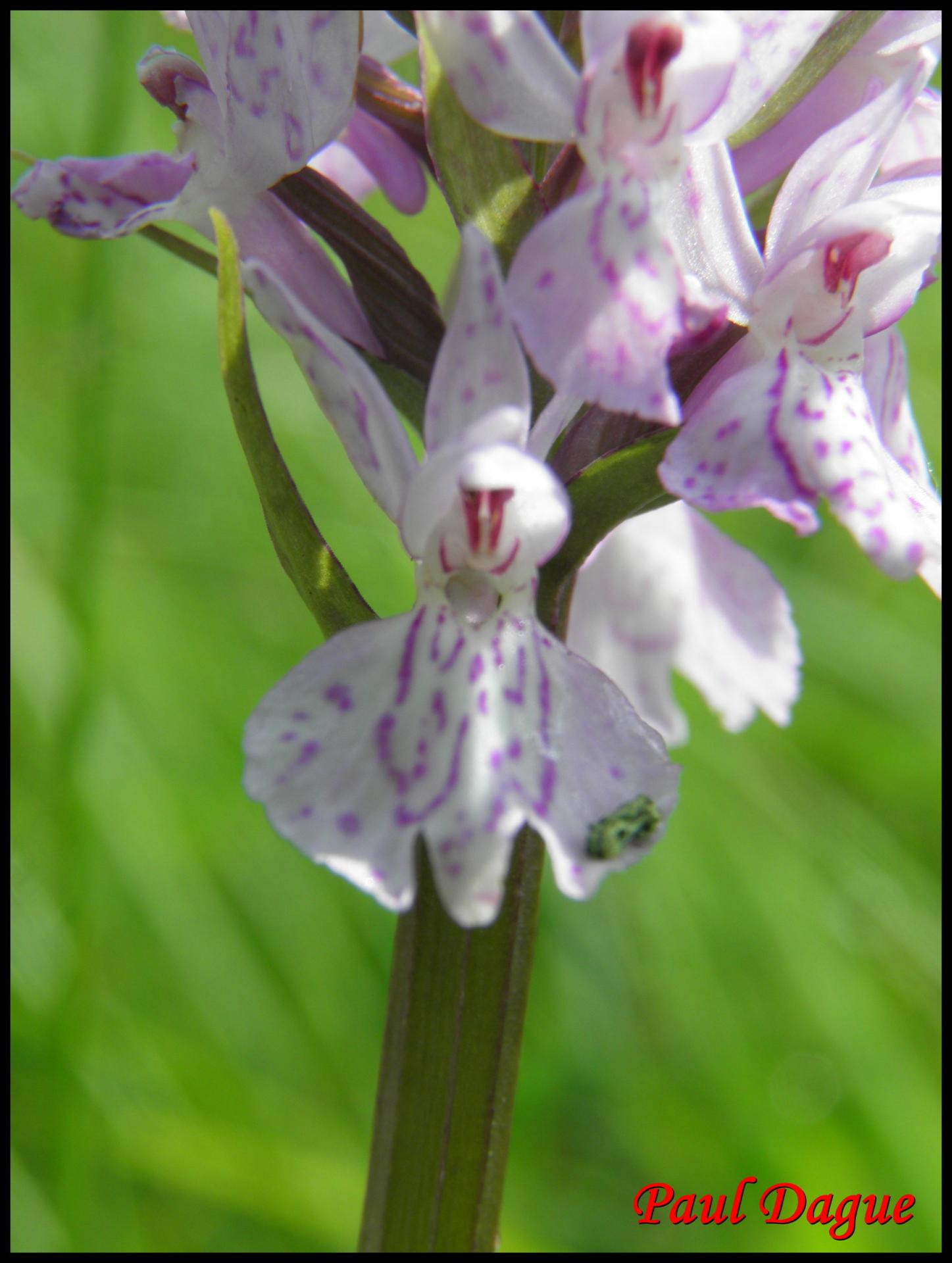 111 orchis de fuchs dactylorhiza fuchsii orchidacee
