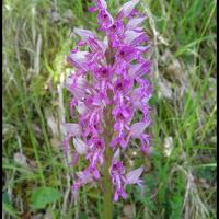 112 orchis militaire orchis militaris orchidacee