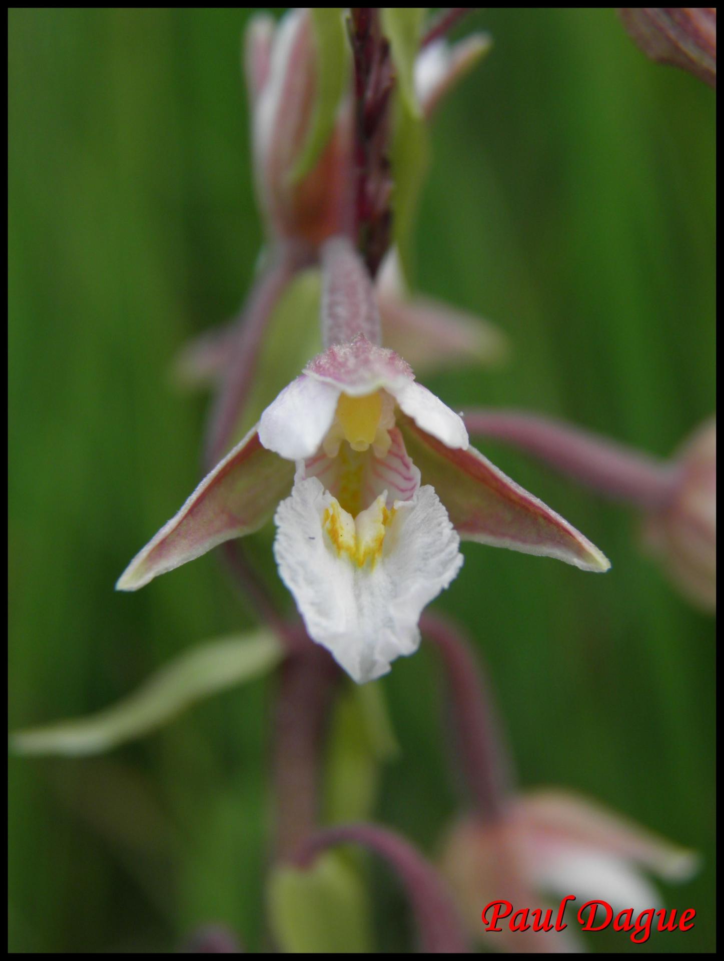 113 epipactis des marais epipactis palustris orchidacee