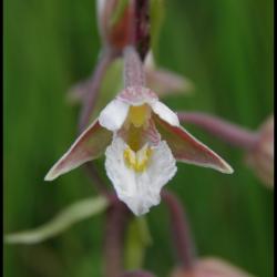 113 epipactis des marais epipactis palustris orchidacee