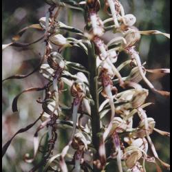 114 orchis a odeur de bouc himantoglossum hircinum orchidacee