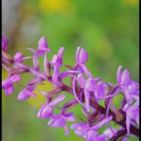 115 orchis moucheron gymnademe a long eperon gymnadenia conopsea orchidacee