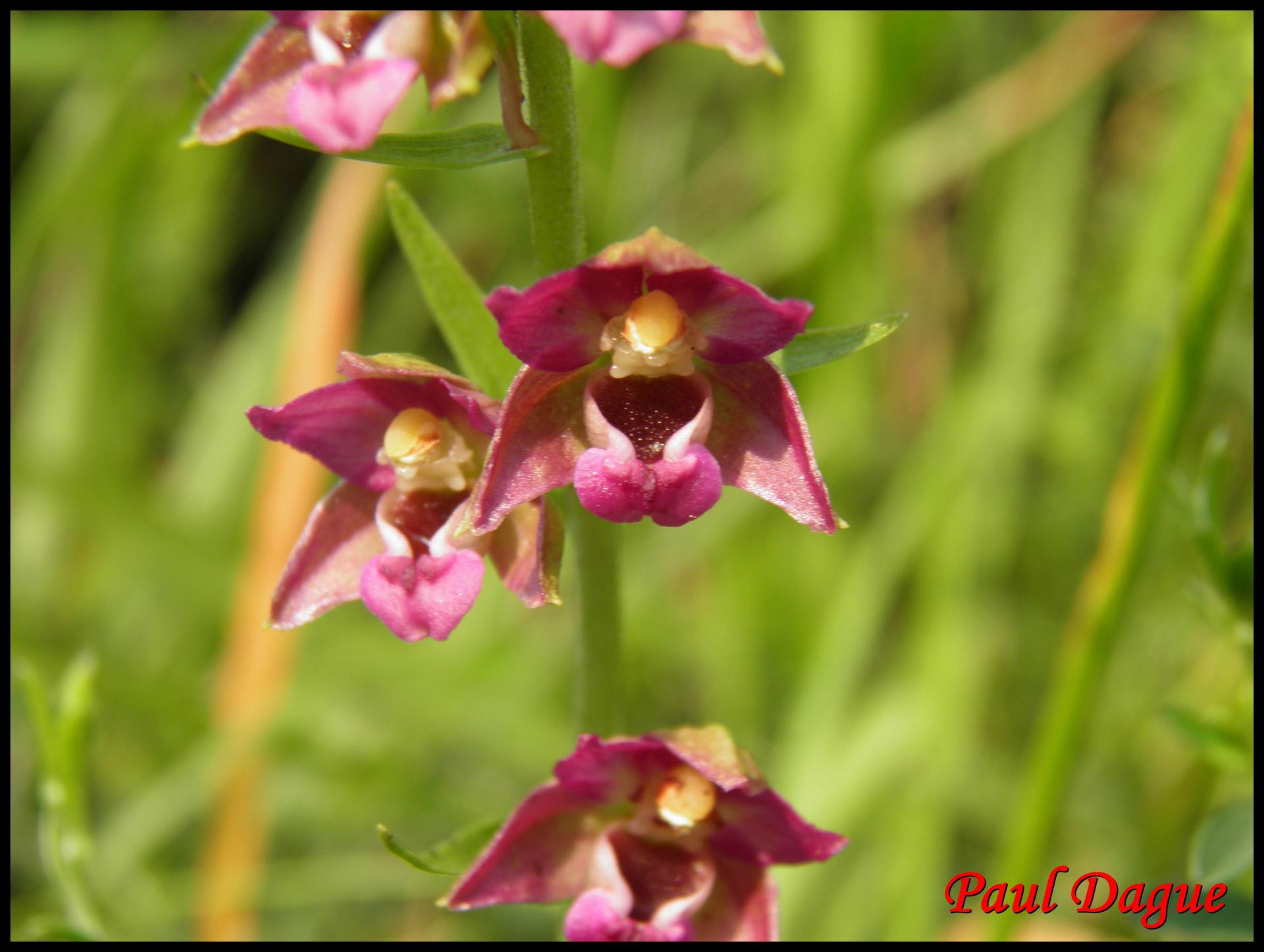 116 epipactis pourpre noiratre epipactis atrorubens orchidacee