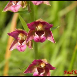 116 epipactis pourpre noiratre epipactis atrorubens orchidacee