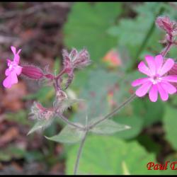 127 compagnon rouge silene dioica caryophyllacee