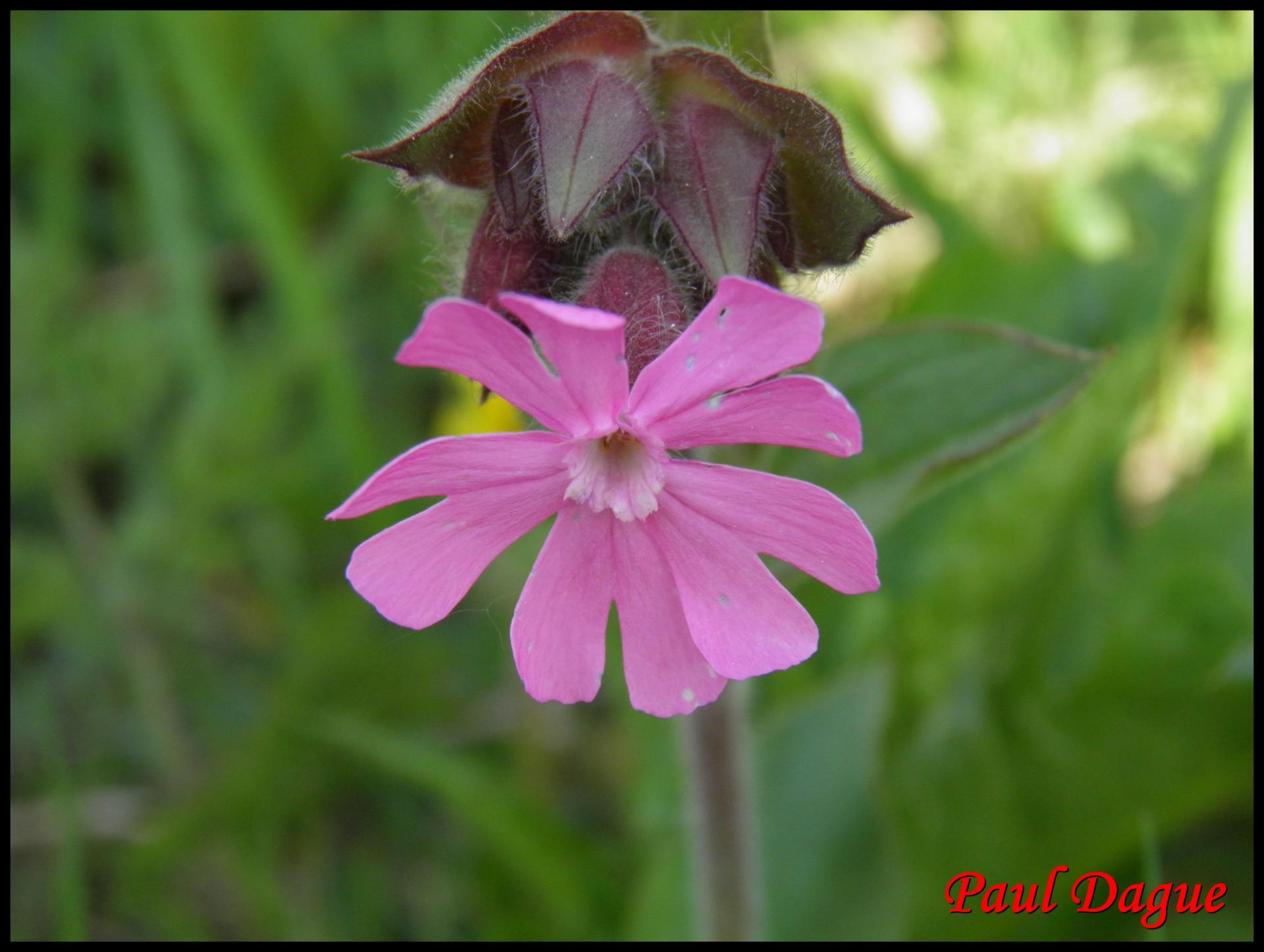 127 compagnon rouge silene dioica caryophyllacee