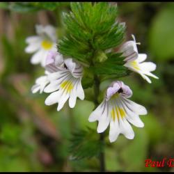 138 euphraise officinale casse lunette euphrasia officinalis scrophulariacee