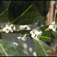 163 houx ilex aquifolium aquifoliacee