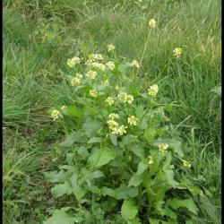 167 moutarde des champs sinapis arvensis brassicacee