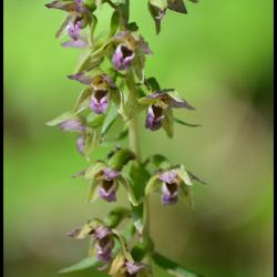 194 epipactis a larges feuilles epipactis helleborine orchidacee