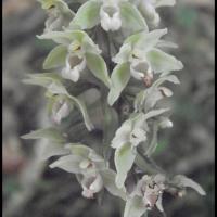 208 epipactis a feuilles ecartees epipactis distans orchidacee