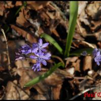 226 scille a 2 feuilles scilla bifolia hyacinthacée