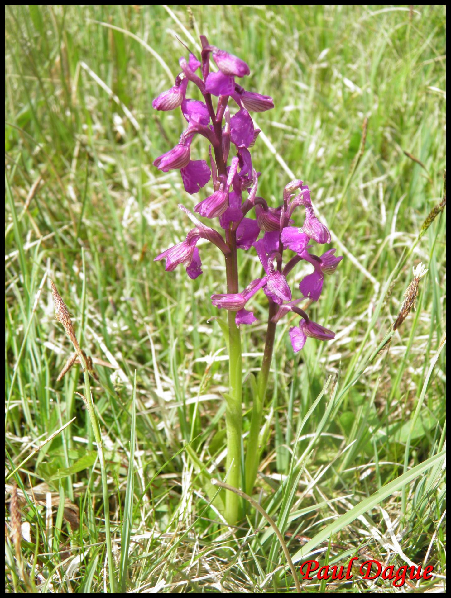 240 orchis bouffon anacamptis morio orchidacée