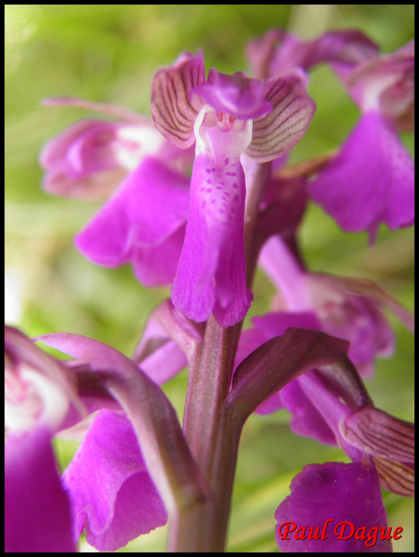 240 orchis bouffon anacamptis morio orchidacée