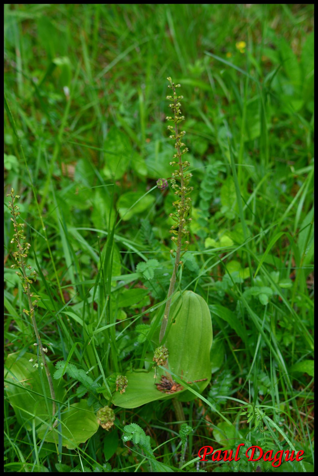 267 listere a feuilles ovales listera ovata orchidacée