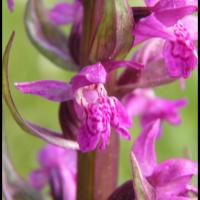 285 orchis incarnat dactylorhyza incarnata orchidacée