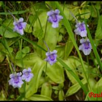293 grassette a grandes fleurs pinguicula grandiflora lentibulariacée