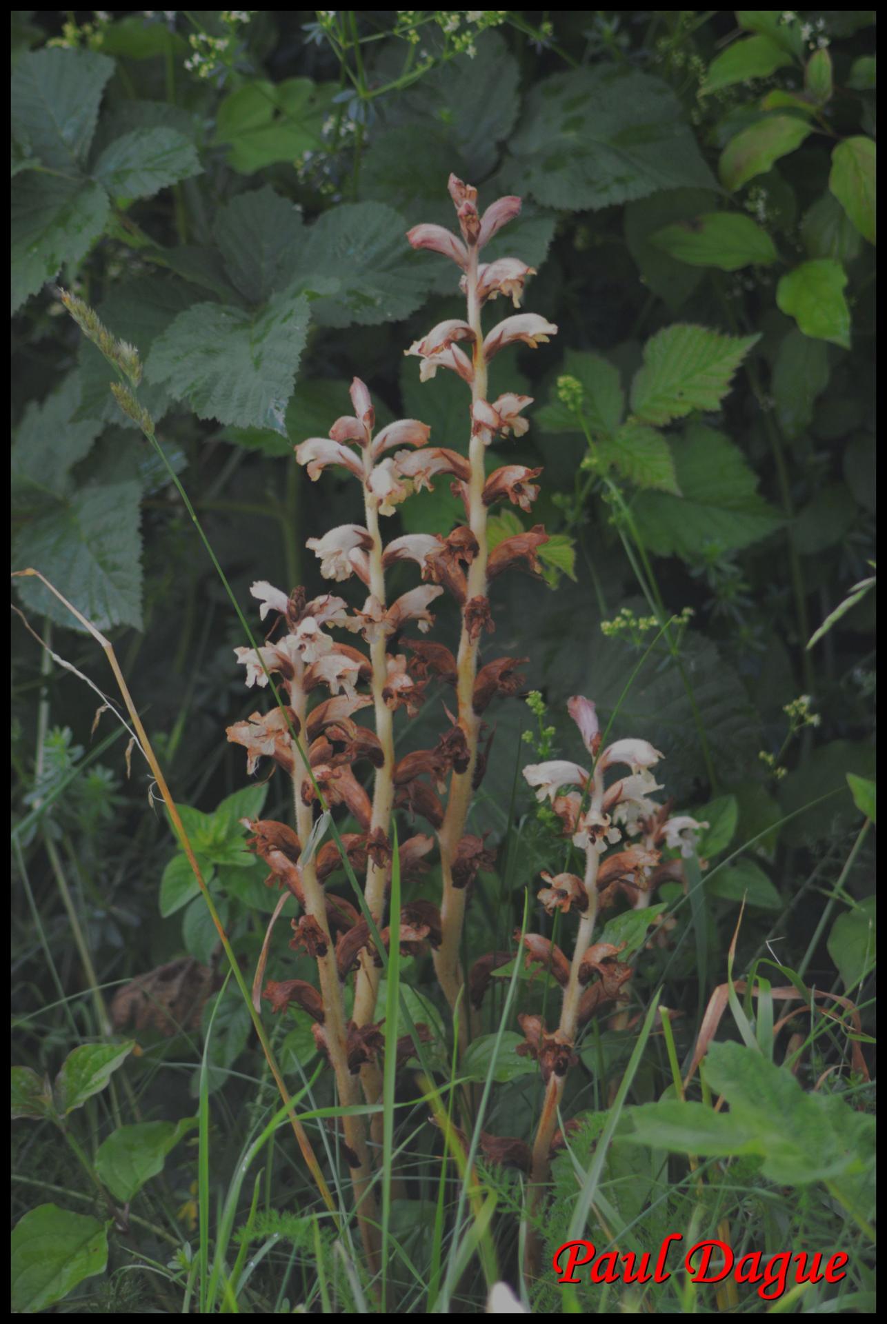 30 orobanche du gaillet orobanche caryophyllacea orobanchacee