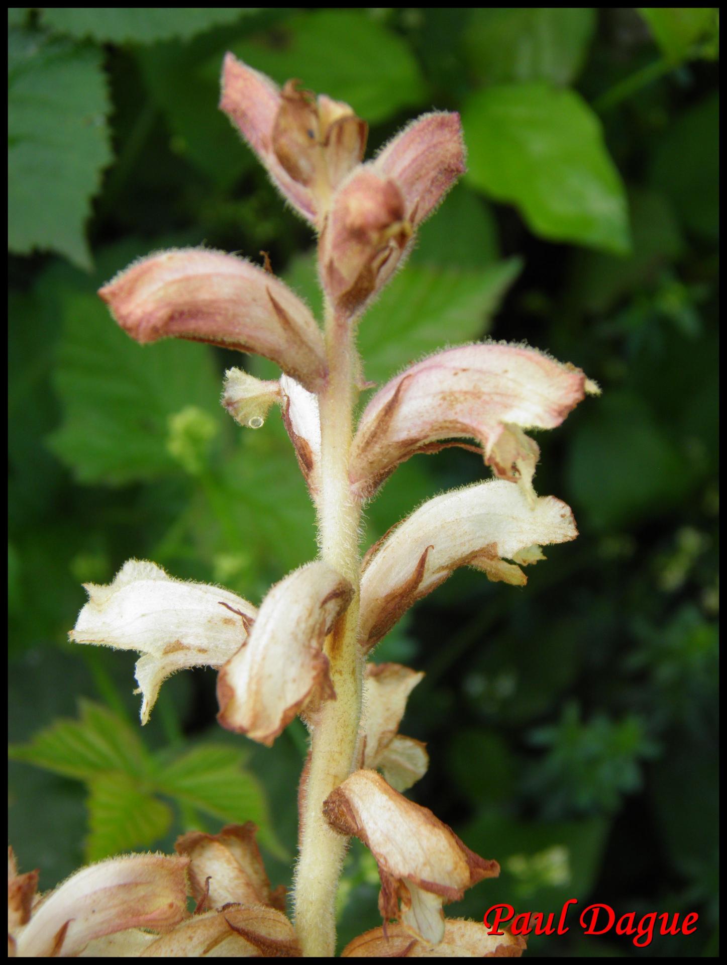 30 orobanche du gaillet orobanche caryophyllacea orobanchacee 3 resultat