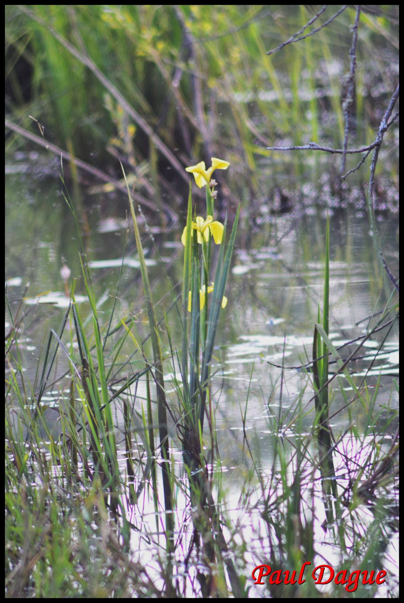 305 iris jaune iris pseudacorus iridacée