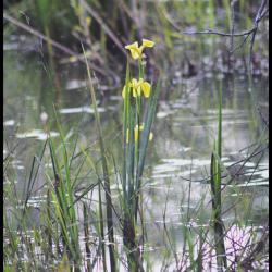 305 iris jaune iris pseudacorus iridacée