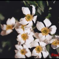33 anemone a fleurs de narcisses anemone narcissiflora ranunculacee