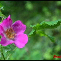 335 rosier des alpes rosa pendulina rosacée