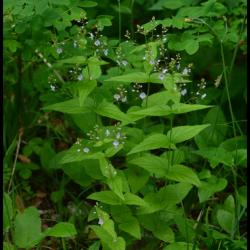 337 veronique a feuilles d ortie veronica urticifolia scrophulariacée