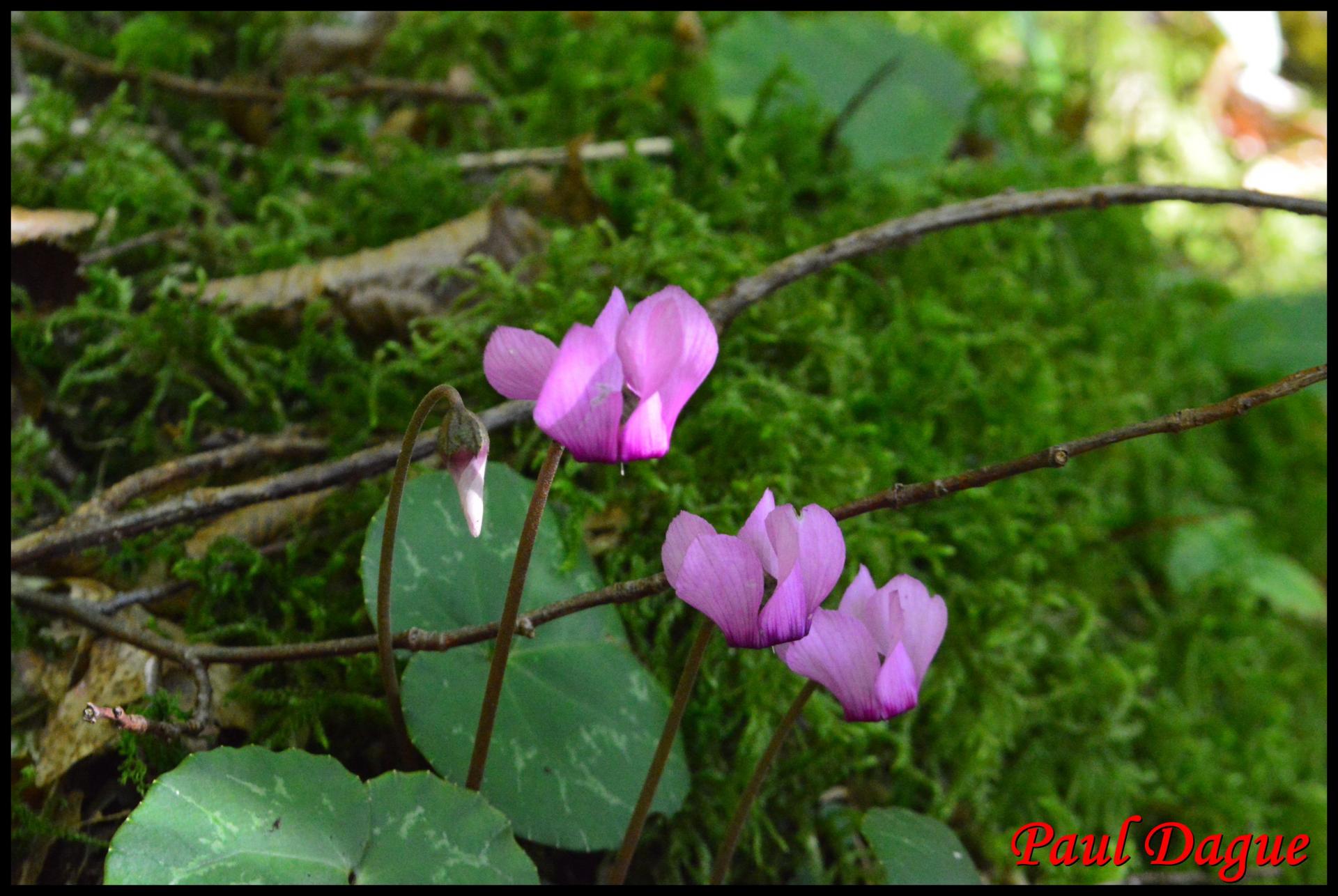 345 cyclamen pourpre cyclamen purpurascens primulaceae