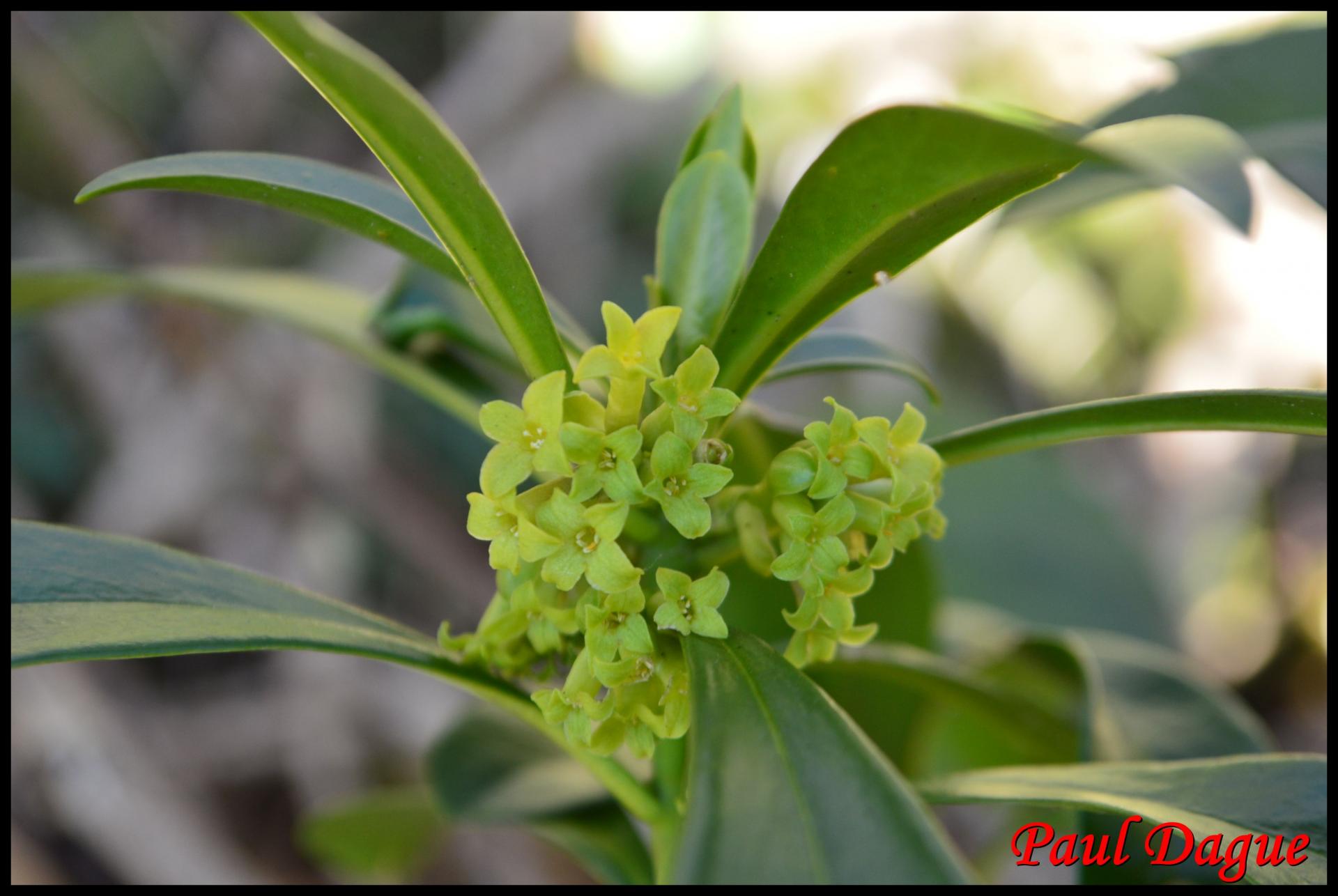 347 daphnee laureole daphne laureola thymelaeaceae