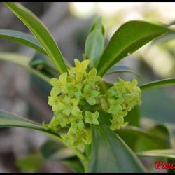 347 daphnee laureole daphne laureola thymelaeaceae