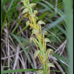 353 aceras homme pendu orchis anthropophora orchidaceae