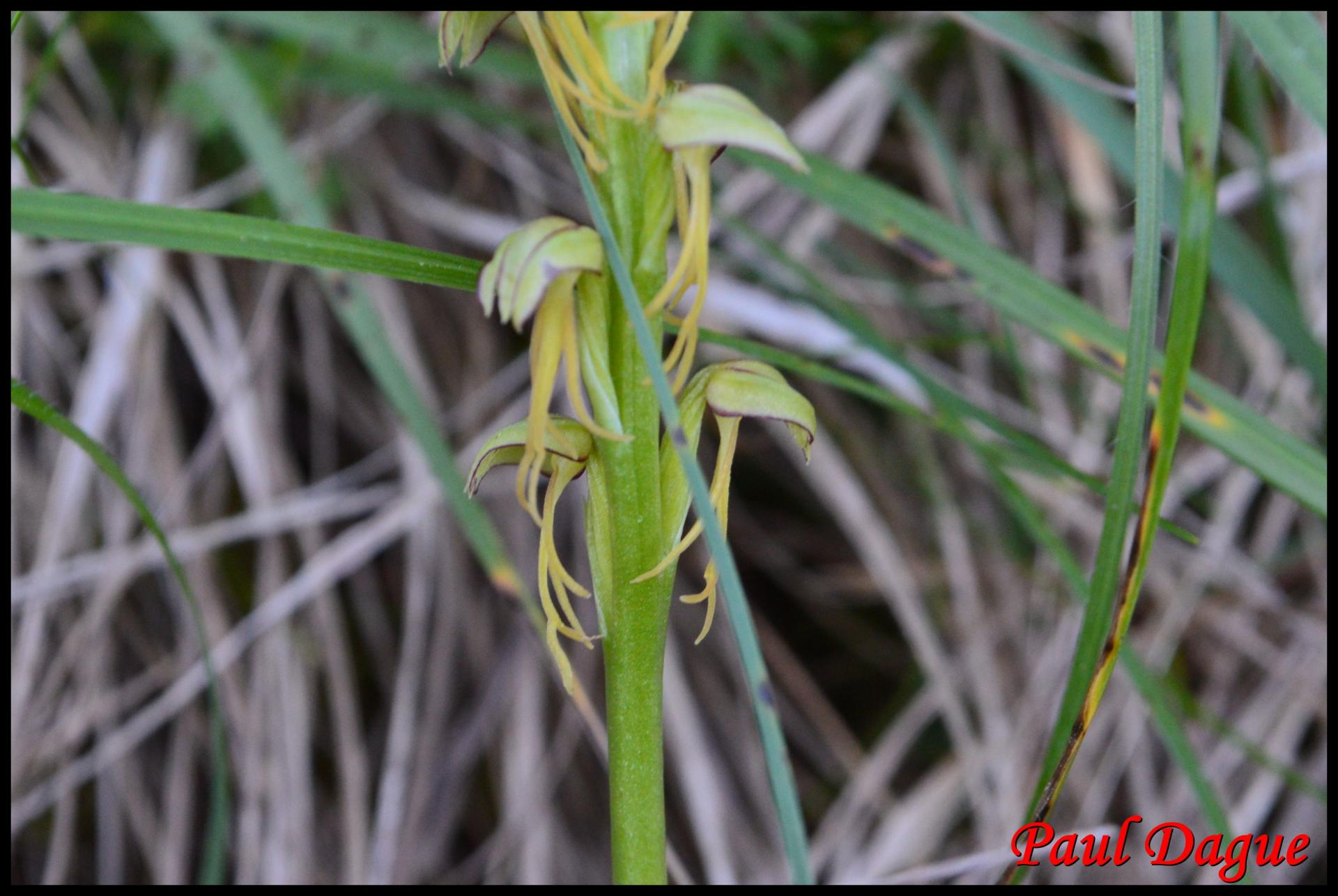 353 aceras homme pendu orchis anthropophora orchidaceae