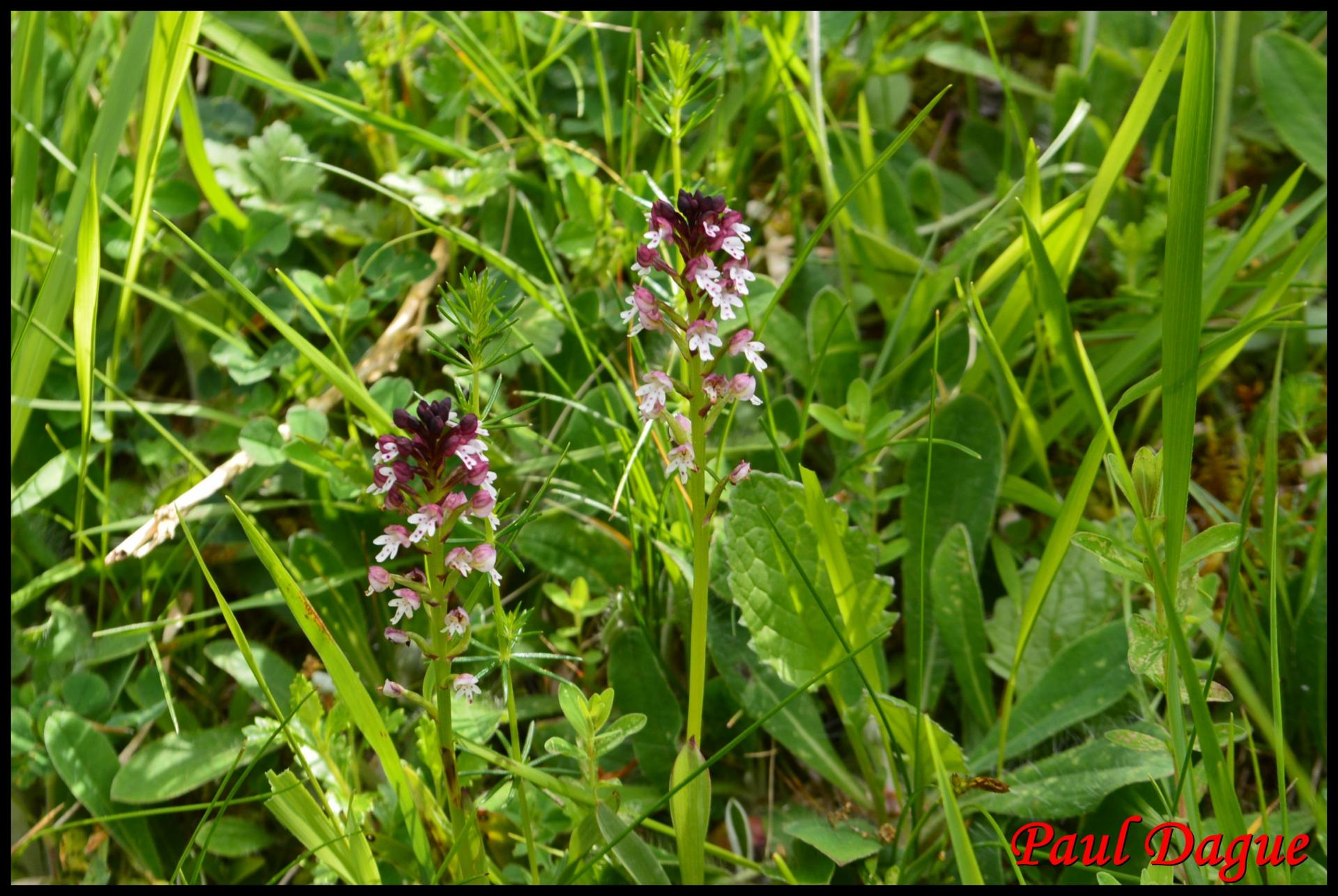 354 orchis brule neotinea ustulata orchidaceae 3 resultat