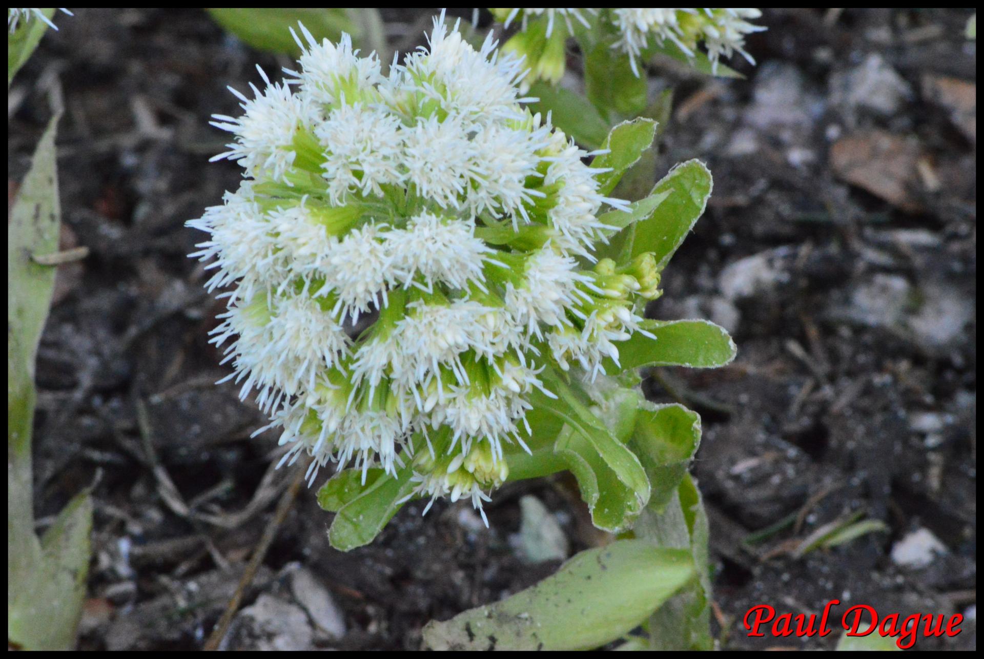 355 petasite blanche petasite albus asteraceae 5 resultat
